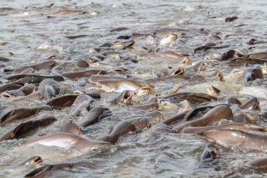 siyah kulak yayın balığı
