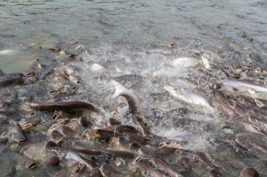 siyah kulak yayın balığı