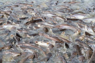 siyah kulak yayın balığı