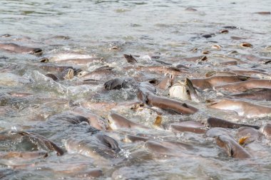 siyah kulak yayın balığı