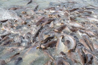 siyah kulak yayın balığı