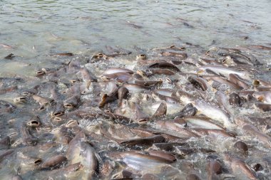 siyah kulak yayın balığı