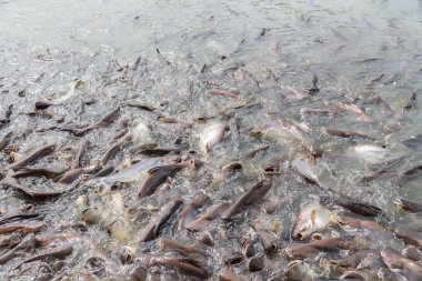 siyah kulak yayın balığı