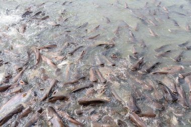 siyah kulak yayın balığı