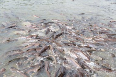 siyah kulak yayın balığı