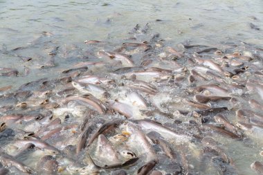 siyah kulak yayın balığı