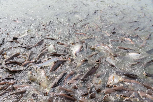 siyah kulak yayın balığı