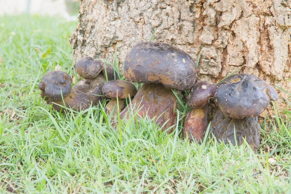 Bolete - Stock-foto