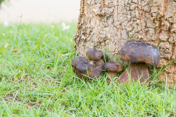 Bolete - Stock-foto