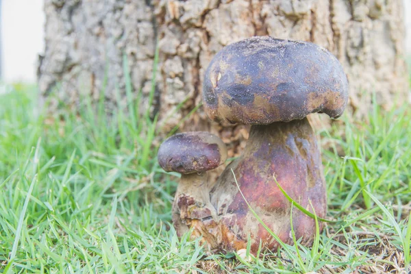 Bolete - Stock-foto