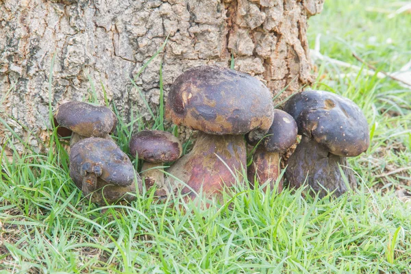 Bolete — 스톡 사진