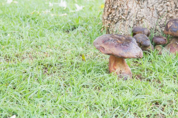 Bolete - Stock-foto