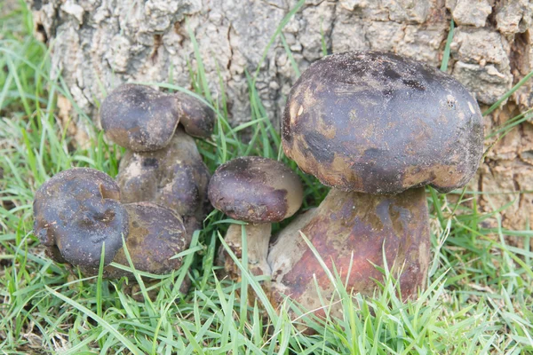 Bolete — Stock Photo, Image