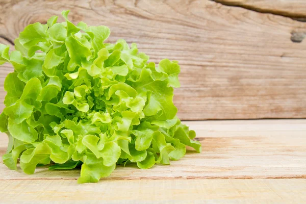 Салат из зеленого дуба — стоковое фото