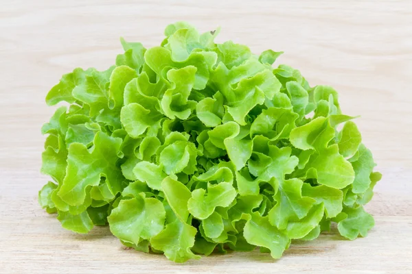 Groene eiken Sla — Stockfoto