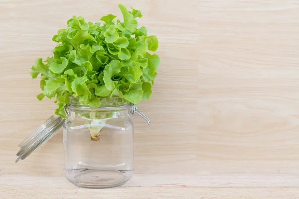 Lechuga de roble verde —  Fotos de Stock