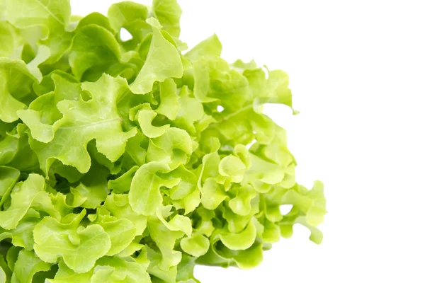 Grüner Eichensalat — Stockfoto