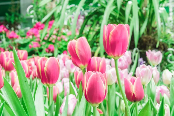 Red and pink tulips — Stock Photo, Image