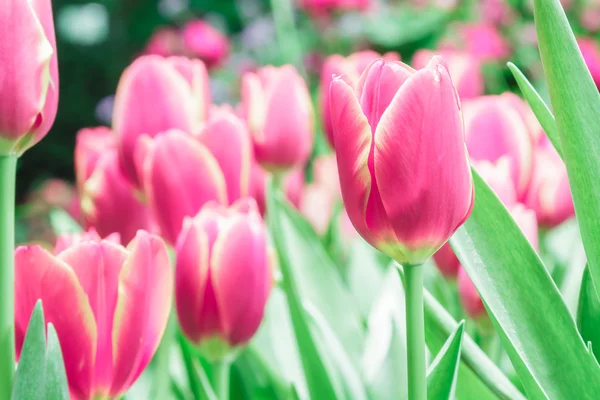 Red and pink tulips — Stock Photo, Image