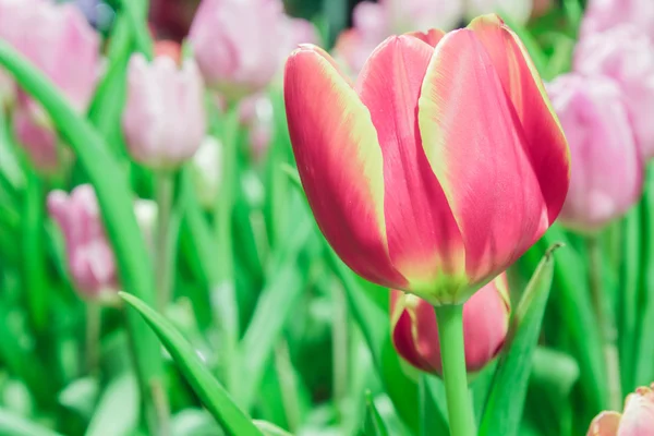 Tulipas vermelhas e rosa — Fotografia de Stock