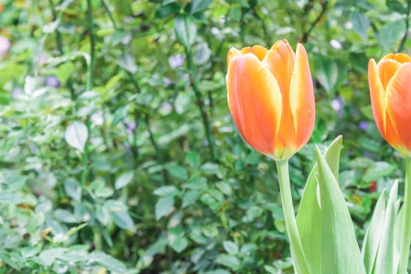 Orange tulips blooming — Stock Photo, Image