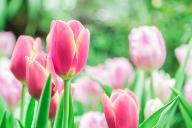 Bahçedeki kırmızı laleler