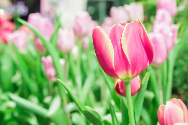 Red Tulips in garden — Stock Photo, Image