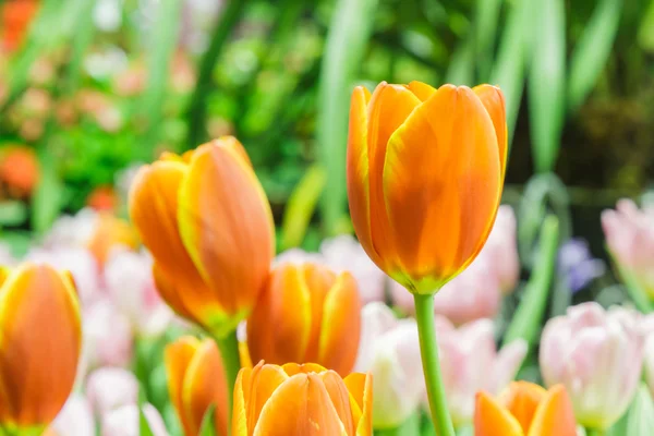 Tulips in garden — Stock Photo, Image