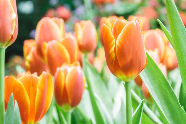 Tulips in garden — Stock Photo, Image