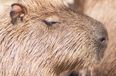 Yakın çekim kafa kunduz 