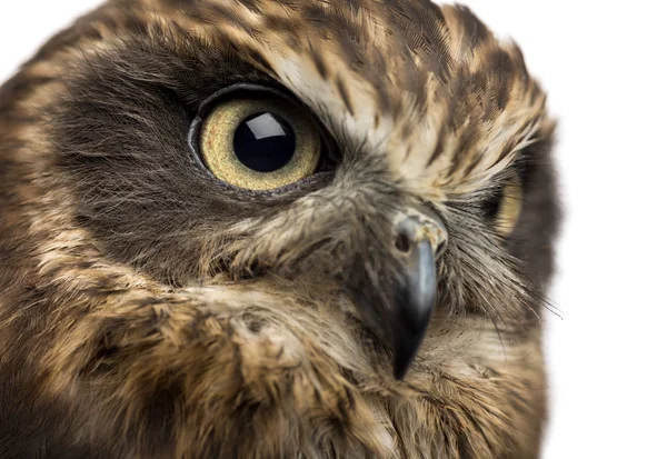 Close-up of a Southern boobook (Ninox boobook) in front of a whi — Stock Photo, Image