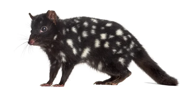 Quoll aislado en blanco —  Fotos de Stock