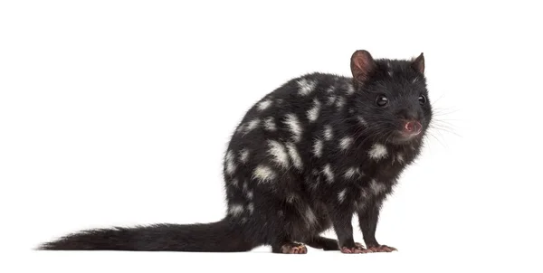 Quoll isolado em branco — Fotografia de Stock