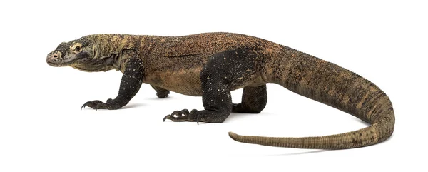 Komodo Dragon elszigetelt fehér — Stock Fotó