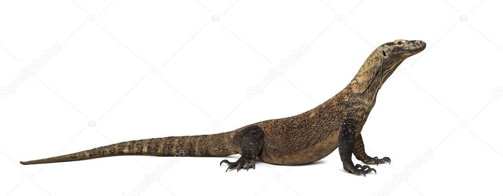 Komodo Dragon isolated on white