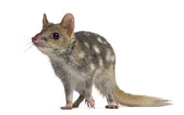 Benekli'yi beyaz izole