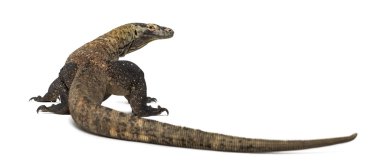 Arkadan görünüş üzerinde beyaz izole bir Komodo Dragon