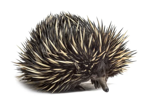 Kurzschnäbelige Echidna isoliert auf weiß — Stockfoto