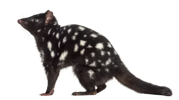 Profilo di un Quoll isolato su bianco — Foto Stock