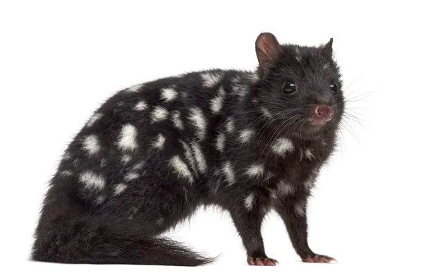 Quoll isolated on white — Stock Photo, Image