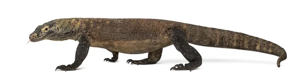 Komodovaraan steken de tong uit, geïsoleerde op wit — Stockfoto