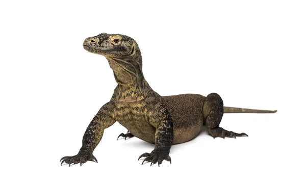 Komodo Dragon üzerinde beyaz izole — Stok fotoğraf