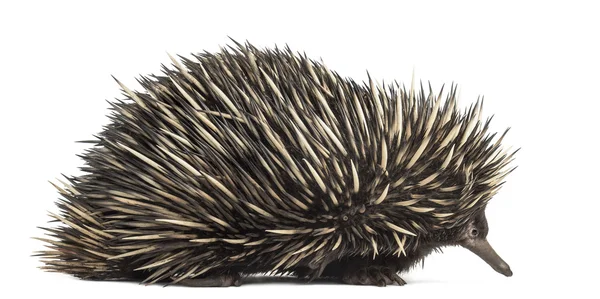 Echidna à bec court isolé sur blanc — Photo