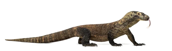 Komodo Dragon lepení vyplazeným jazykem, izolované na bílém — Stock fotografie