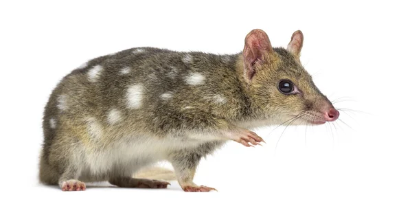 Quoll camminare, isolato su bianco — Foto Stock