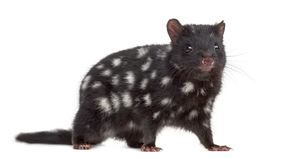 Quoll olhando para a câmera, isolado em branco — Fotografia de Stock