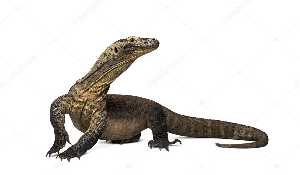 Komodo Dragon looking away with leg up, isolated on white