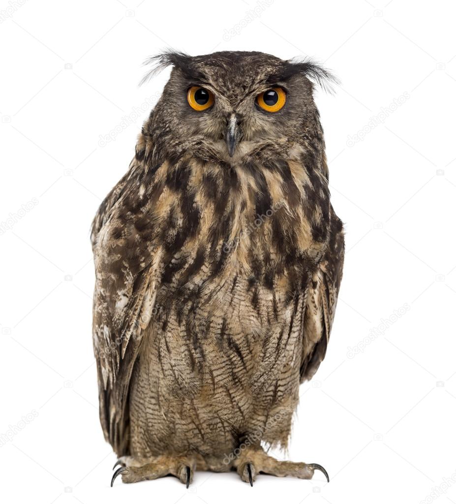 Eurasian eagle-owl (Bubo bubo) in front of a white background