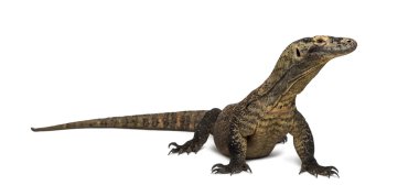 Komodo Dragon looking away, isolated on white clipart