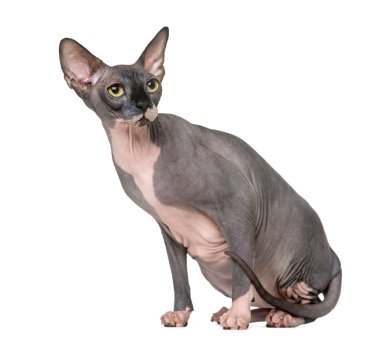 Beyaz izole oturma ve uzak, seyir Sphynx